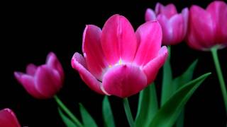 Time lapse tulips blooming [upl. by Aniahs304]