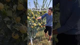 Olma behi koʻchatlar bor zakaz beroraslar thar fruit automobile keşfet farming rek top [upl. by Ulphi]