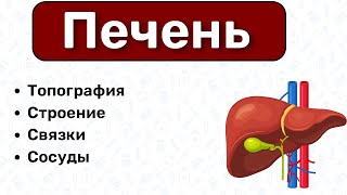 Анатомия печени строение функции топография печени связки печени воротная вена желчный пузырь [upl. by Leonidas]