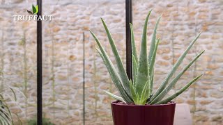 Comment rempoter et extraire laloe vera   Truffaut [upl. by Donny]