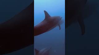 Swim with Wild Dolphins in the Gulf of Mexico [upl. by Annoyek]