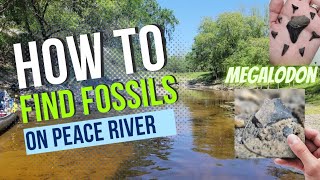 How to find Florida River Fossils SECRET SPOT REVEALED Megalodon on dry land [upl. by Beacham]