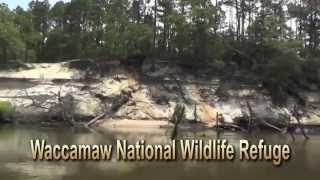 Waccamaw National Wildlife Refuge [upl. by Zanahs]