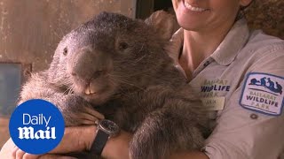 Meet Patrick the oldest and biggest wombat in the world  Daily Mail [upl. by Robaina486]