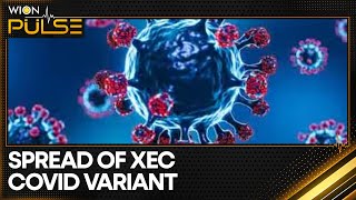 COVID variant XEC sees rapid global growth  Latest News  WION [upl. by Ociredef995]