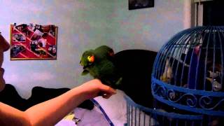 Blue front amazon parrot Fernando talking and singing [upl. by Marilou]