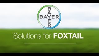 Solutions for Foxtail  Manage toughtocontrol weeds [upl. by Olsen]