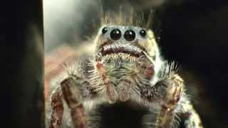 Phidippus Carolinensis Jumping Spiders [upl. by Adnilim17]