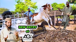 NEW ENTRY at AQ Cattle Farm  Cattle Market Karachi [upl. by Nomzed299]