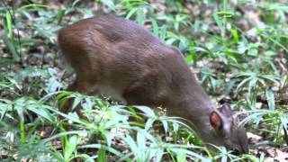 Blue Duiker Philantomba monticola [upl. by Marketa953]