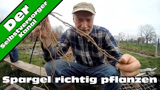 Spargel richtig pflanzen [upl. by Ordnael]