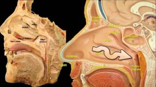 Why do we snore The anatomy of snoring [upl. by Anitsrihc708]