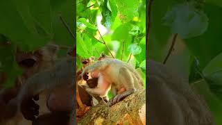 Smart baby monkey need some fresh milk [upl. by Nirik309]