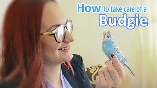 How to Take Care of a Budgie Parakeet  All The Basics and more [upl. by Mason]