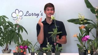 How to Grow Paphiopedilum Lady Slipper Orchid Growing Guide [upl. by Atiuqnahs]