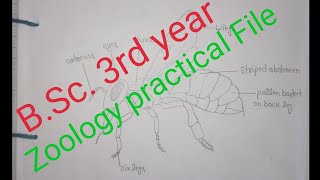 Bsc 3rd year zoology practical file [upl. by Ayinat]