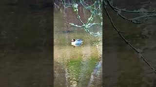 Greenwinged Teal [upl. by Aleira]