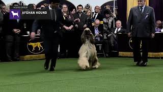 Afghan Hounds  Breed Judging 2019 [upl. by Anauqal738]