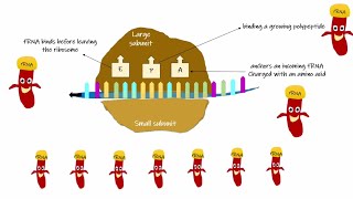 Ribosomal RNA rRNA [upl. by Reginnej]