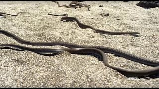 Snake vs Iguana  Planet Earth II  Saturdays  98c [upl. by Atekram]