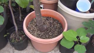 Growing Babaco in a container [upl. by Osborne]