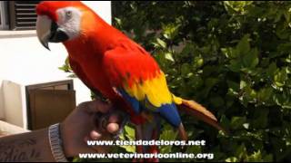 Guacamayo Ara Macao Cyanoptera  Veterinario Online [upl. by Repmek]