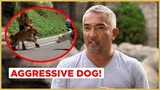 Can I help this AGGRESSIVE Dog  Cesar 911 [upl. by Navaj]