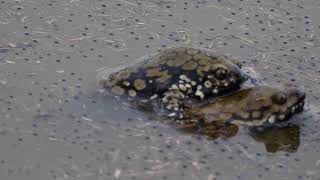 SAPO DERMATONOTUS MUELLERI SAPOS COAXANDO NA LAGOA ESTAÇÃO DE REPRODUÇÃO MULLERS TERMITE FROG [upl. by Ursuline]