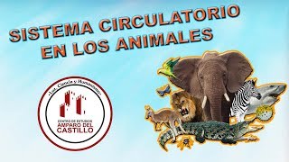 Sistema Circulatorio en los Animales [upl. by Iknarf]