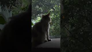 Cat rain Vibinggg myawoooo🐾💖🍃cat catlover pets petlover rain [upl. by Lenni]