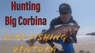 SURF FISHING Ventura First Time  Hunt for Big CORBINA [upl. by Avat803]