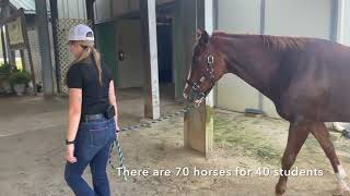 St Andrews University equestrian program [upl. by Anasor]