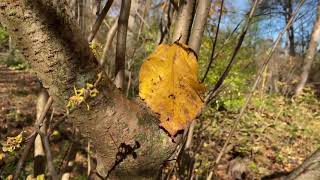 Common Witchhazel [upl. by Tasiana757]