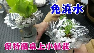 懶人花盆 免澆水保特瓶桌上小植栽 自動補水盆栽 New Bottle Garden [upl. by Aerbua]