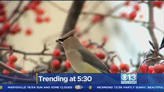 Trending Birds Getting Drunk Off Fermented Berries [upl. by Evannia]