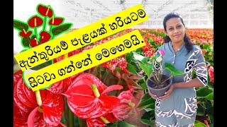 anthurium wagawa sinhala  ඇන්තුරියම් පැළයක් සිටවා ගන්නා හරිම ක්‍රමය  how to grow anthurium plants [upl. by Jillie172]