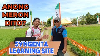 SYNGENTA LEARNING SITE Common Practice vs Syngenta Technology  Alika  Virtako  Sofit  Chief [upl. by Abbot]