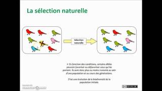 SVT  2nde 1ère Terminale  Les mécanismes de lévolution [upl. by Eislrahc]