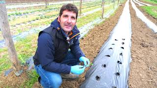 Canal Prestosu  Agro cómo plantar fresas en un huerto urbano 🍓🍓🍓 [upl. by Rodrigo]