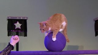 Presenting The amazing acrobatic cats [upl. by Anihpled]