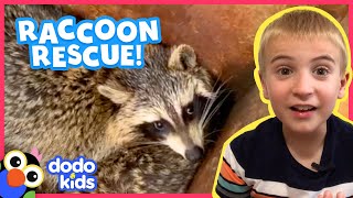 Raccoons In A Dumpster Again  Animal Videos For Kids  Dodo Kids [upl. by Christal]