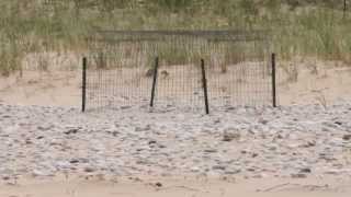 Piping Plover in the Great Lakes [upl. by Asehr]