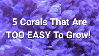 Fastest Growing Soft Corals For An Instant Tank [upl. by Onofredo]