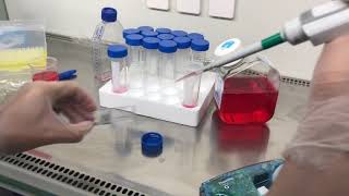 Mammalian cell culture [upl. by Rives]