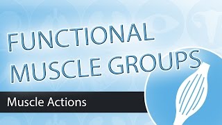 Muscle Actions Functional Groups [upl. by Rediah148]