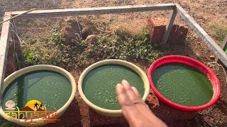 Spirulina Farming Harvesting amp Pearl Farming Commercial Project Updates [upl. by Attener]