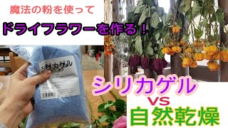 自然乾燥vsシリカゲル【ドライフラワーを作るならどっち？】 [upl. by Roche]