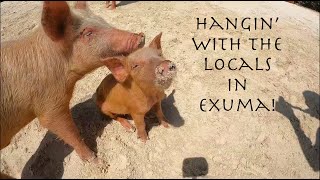 Swimming with the Pigs of Exuma Bahamas [upl. by Icrad868]