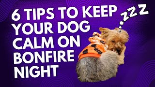 6 Tips to calm your dog on Bonfire Night 🎆 [upl. by Shepperd]