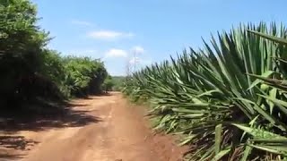 Sisal Plants [upl. by Barling]